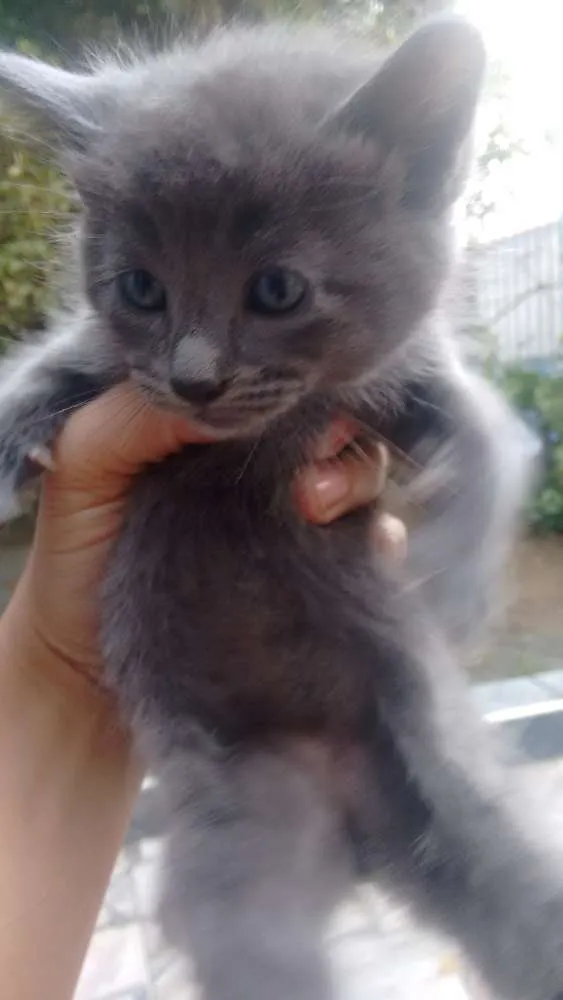 Gato ra a Não definida idade 2 anos nome Kiara