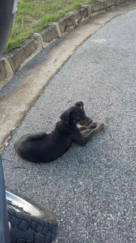 Cachorro ra a  idade  nome Escolha do dono