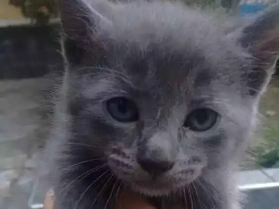 Gato ra a Não definida idade 2 anos nome Kiara