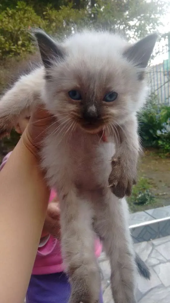 Gato ra a Não definida idade 2 anos nome Kiara