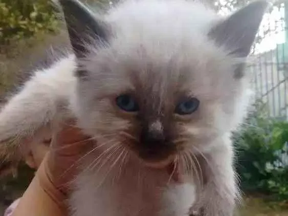 Gato ra a Não definida idade 2 anos nome Kiara
