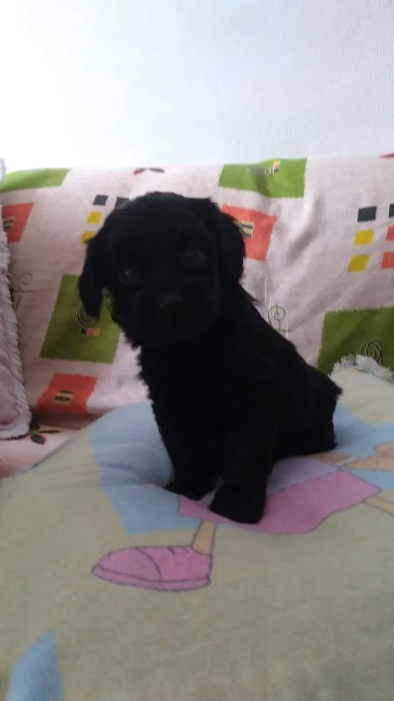 Cachorro ra a Sem raça definida idade Abaixo de 2 meses nome Bela