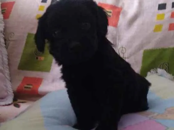 Cachorro ra a Sem raça definida idade Abaixo de 2 meses nome Bela
