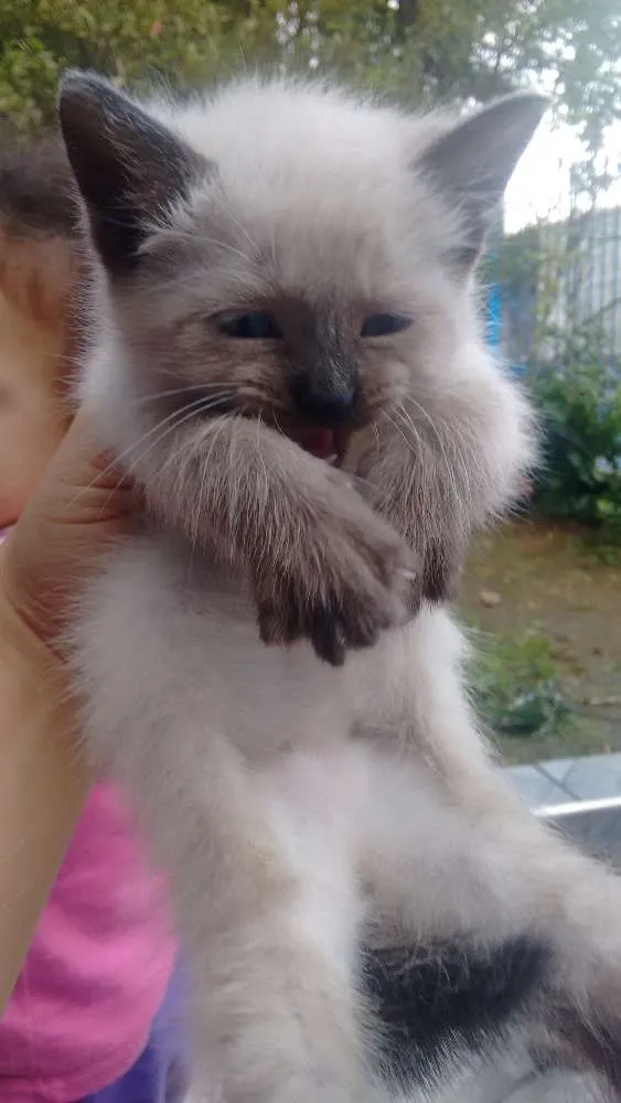 Gato ra a Não definida idade 2 anos nome Kiara