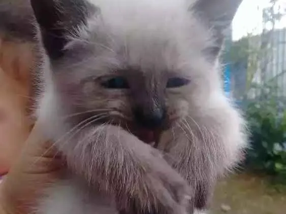 Gato ra a Não definida idade 2 anos nome Kiara
