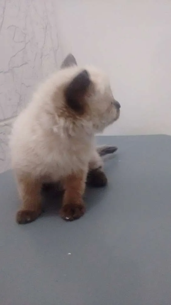 Gato ra a Não definida idade 2 anos nome Kiara