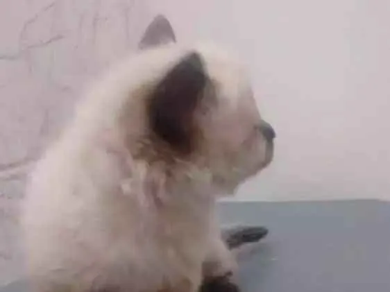 Gato ra a Não definida idade 2 anos nome Kiara