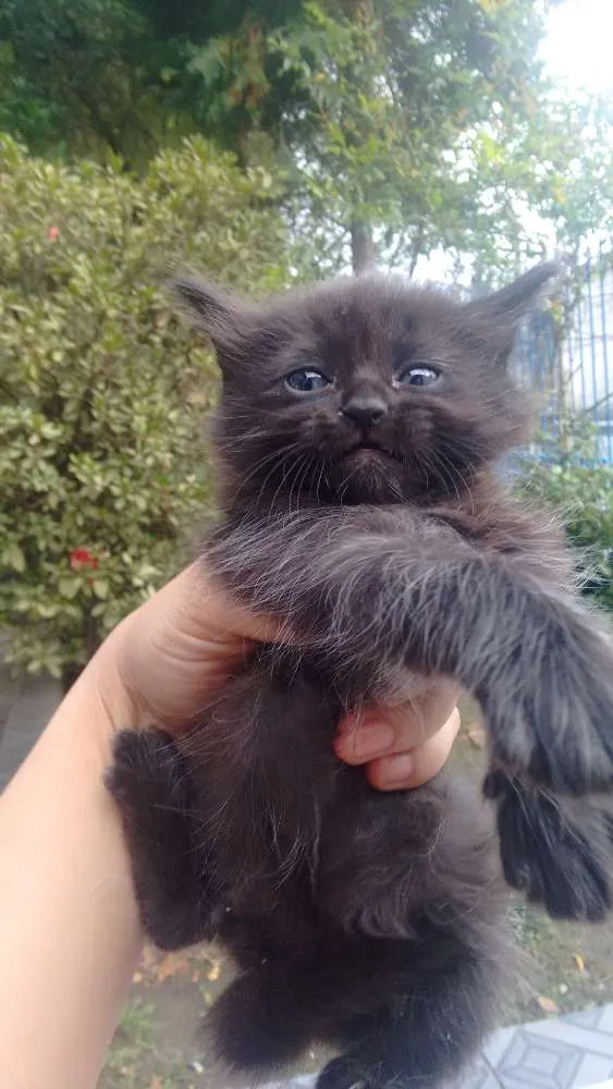 Gato ra a Não definida idade 2 anos nome Kiara