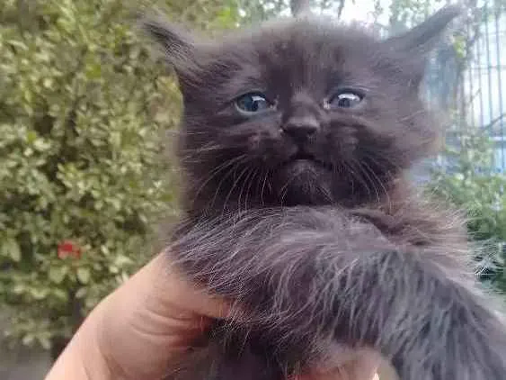 Gato ra a Não definida idade 2 anos nome Kiara
