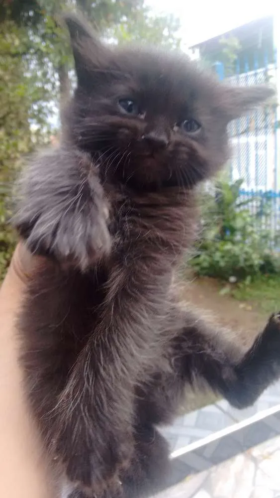 Gato ra a Não definida idade 2 anos nome Kiara