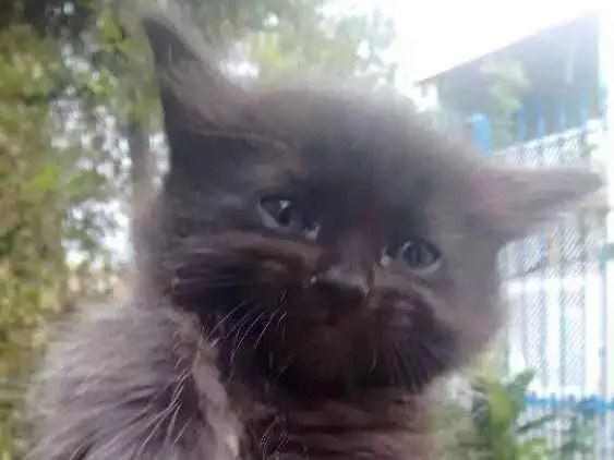 Gato ra a Não definida idade 2 anos nome Kiara