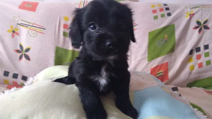 Cachorro ra a Sem raça definida idade Abaixo de 2 meses nome Lili
