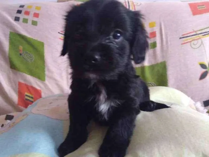 Cachorro ra a Sem raça definida idade Abaixo de 2 meses nome Lili