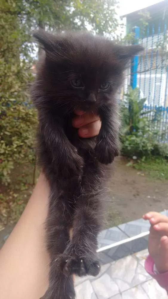Gato ra a Não definida idade 2 anos nome Kiara
