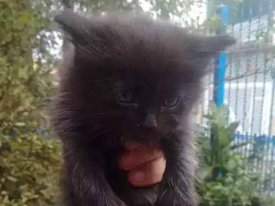 Gato ra a Não definida idade 2 anos nome Kiara