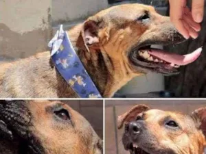 Cachorro raça SRD idade 4 anos nome Pedro Henrique