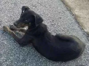 Cachorro raça  idade  nome Escolha do dono