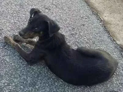 Cachorro ra a  idade  nome Escolha do dono