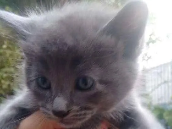 Gato ra a Não definida idade 2 anos nome Kiara