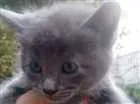 Gato raça Não definida idade 2 anos nome Kiara
