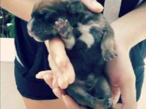 Cachorro raça Vira lata idade Abaixo de 2 meses nome -