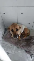 Cachorro raça Dachshund idade  nome Sem nome 
