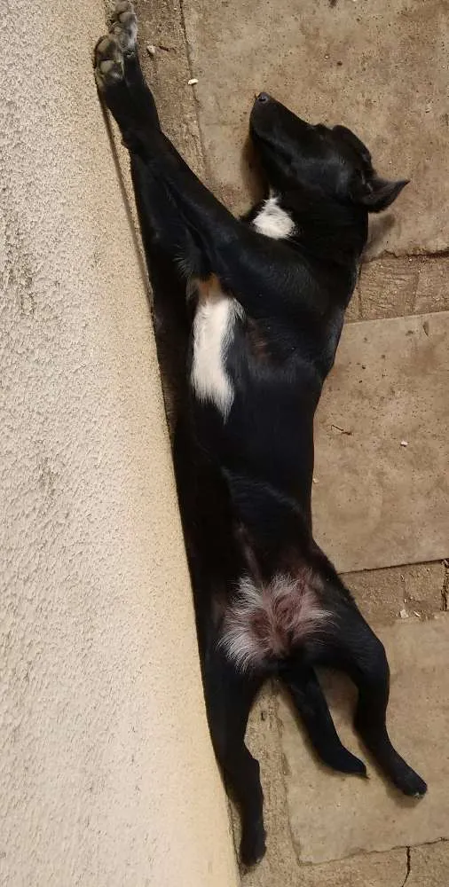 Cachorro raça Labrador idade 1 ano nome Meg