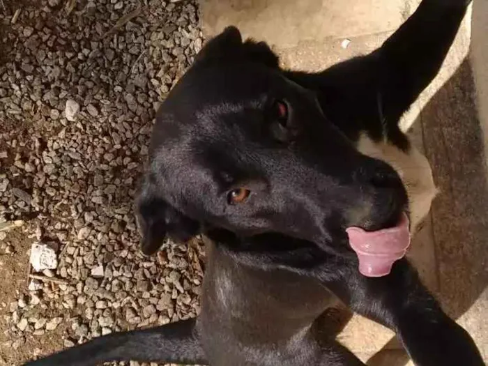 Cachorro raça Labrador idade 1 ano nome Meg