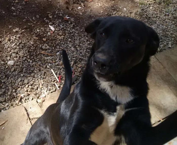 Cachorro raça Labrador idade 1 ano nome Meg