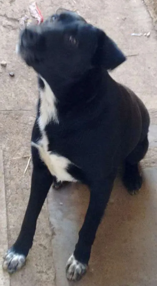 Cachorro raça Labrador idade 1 ano nome Meg