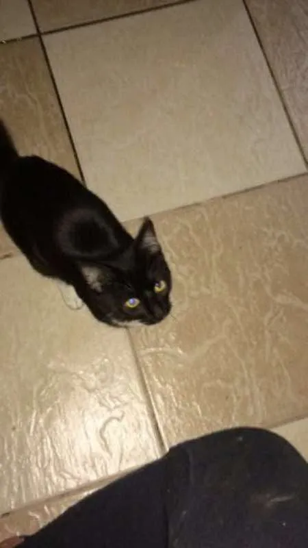 Gato ra a  idade 7 a 11 meses nome Banguela