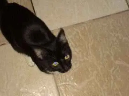 Gato ra a  idade 7 a 11 meses nome Banguela