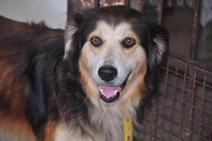 Cachorro ra a vira lata  idade 5 anos nome Romeu