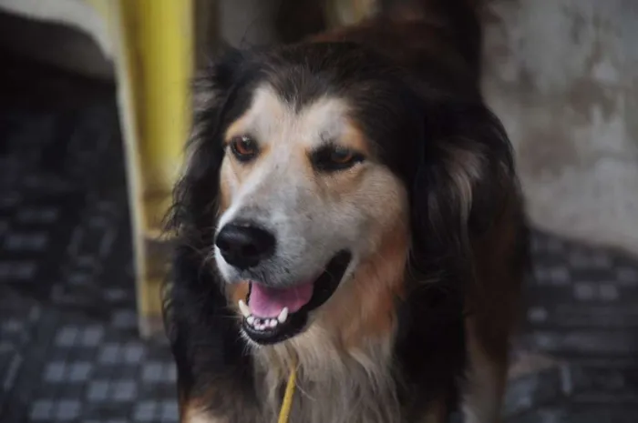 Cachorro ra a vira lata  idade 5 anos nome Romeu