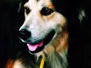 Cachorro raça vira lata  idade 5 anos nome Romeu