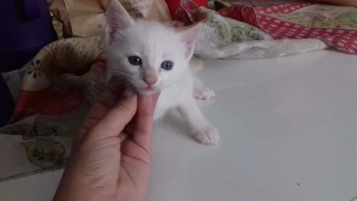Gato ra a Sem raça idade Abaixo de 2 meses nome Pipoca