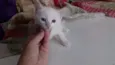 Pipoca