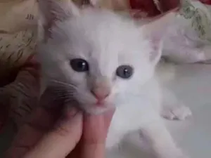 Gato raça Sem raça idade Abaixo de 2 meses nome Pipoca