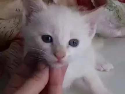 Gato ra a Sem raça idade Abaixo de 2 meses nome Pipoca