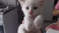Picolé