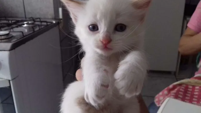 Gato ra a Sem raça idade Abaixo de 2 meses nome Picolé