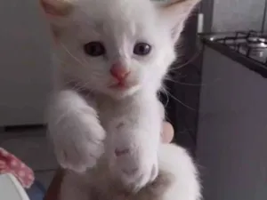 Gato raça Sem raça idade Abaixo de 2 meses nome Picolé