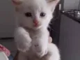 Picolé