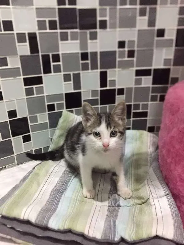 Gato ra a rajada idade Abaixo de 2 meses nome Minnie