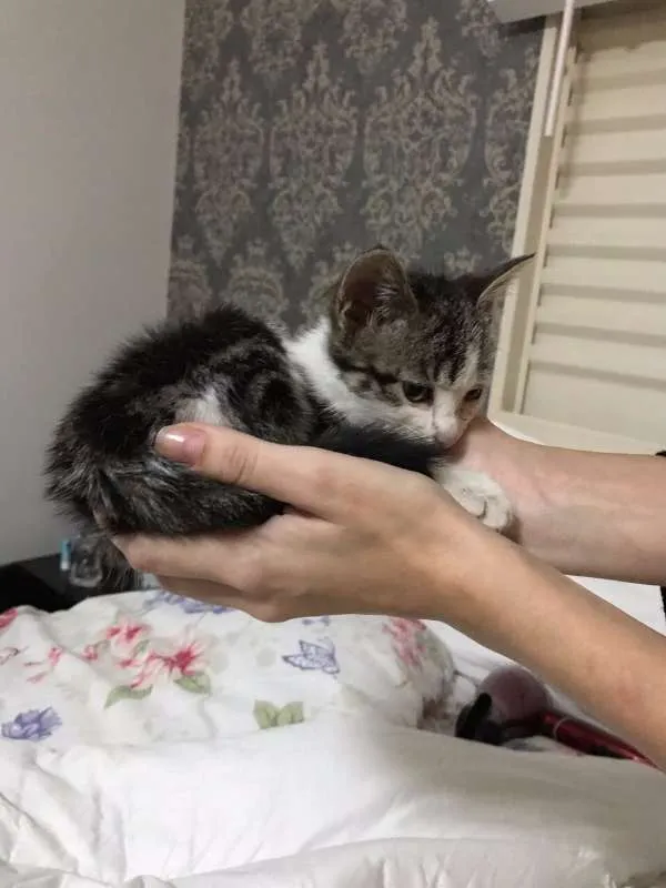 Gato ra a rajada idade Abaixo de 2 meses nome Minnie