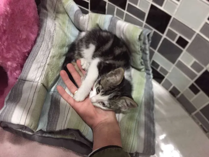 Gato ra a rajada idade Abaixo de 2 meses nome Minnie