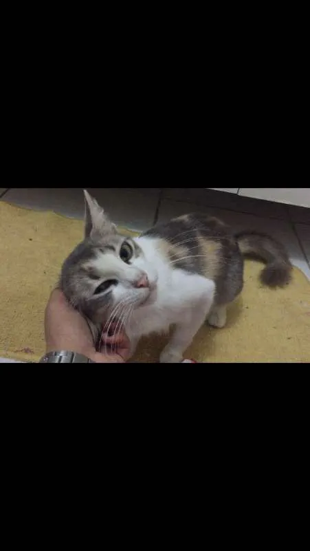 Gato ra a misturada idade 1 ano nome Melhor Escolha