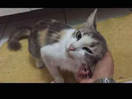 Gato ra a misturada idade 1 ano nome Melhor Escolha