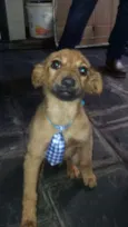 Pelota