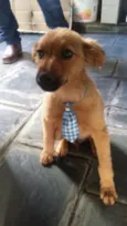 Pelota